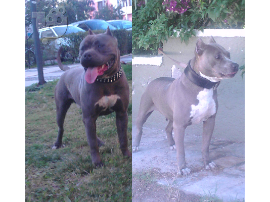 PoulaTo: pitbull blue nose